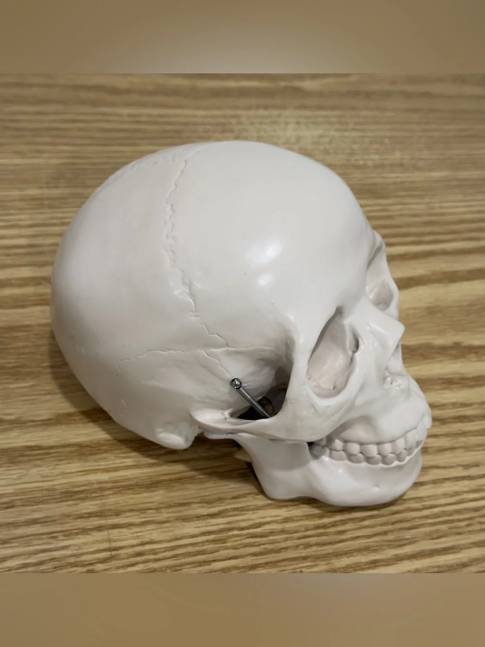 Restoration Hardware Skull Human Life Size Resin Vintage RH Y2K Halloween